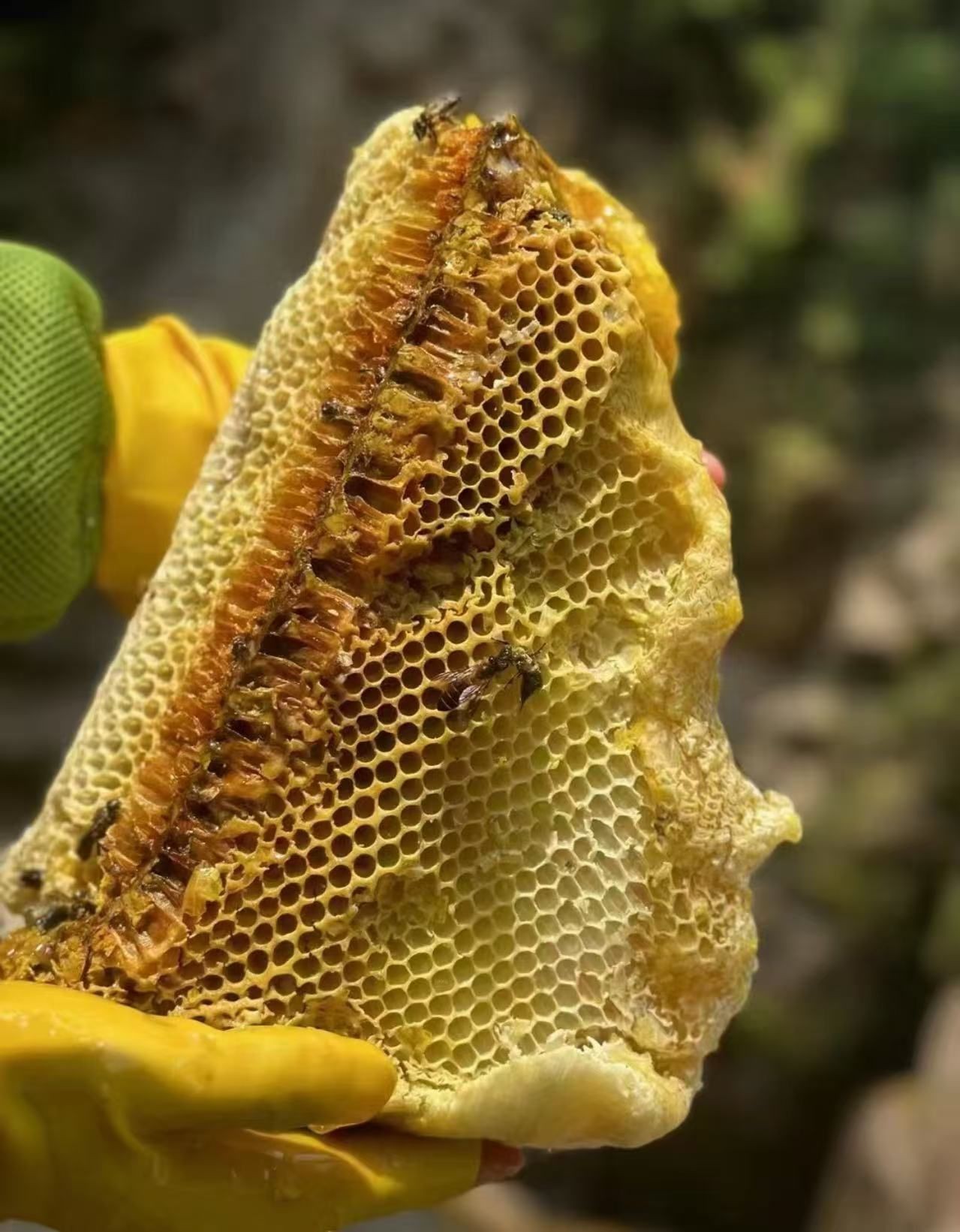 Pure by Nature, Powerful by Intention